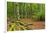 Germany, Mecklenburg-West Pomerania, MŸritz National Park, Forest, National Park-Andreas Vitting-Framed Photographic Print