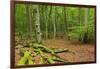 Germany, Mecklenburg-West Pomerania, MŸritz National Park, Forest, National Park-Andreas Vitting-Framed Photographic Print