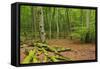 Germany, Mecklenburg-West Pomerania, MŸritz National Park, Forest, National Park-Andreas Vitting-Framed Stretched Canvas