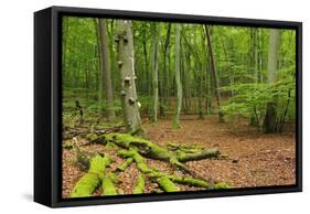 Germany, Mecklenburg-West Pomerania, MŸritz National Park, Forest, National Park-Andreas Vitting-Framed Stretched Canvas