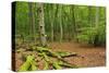 Germany, Mecklenburg-West Pomerania, MŸritz National Park, Forest, National Park-Andreas Vitting-Stretched Canvas