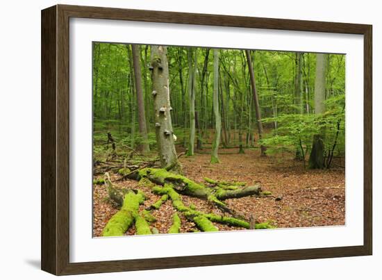 Germany, Mecklenburg-West Pomerania, MŸritz National Park, Forest, National Park-Andreas Vitting-Framed Photographic Print