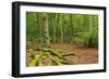 Germany, Mecklenburg-West Pomerania, MŸritz National Park, Forest, National Park-Andreas Vitting-Framed Photographic Print