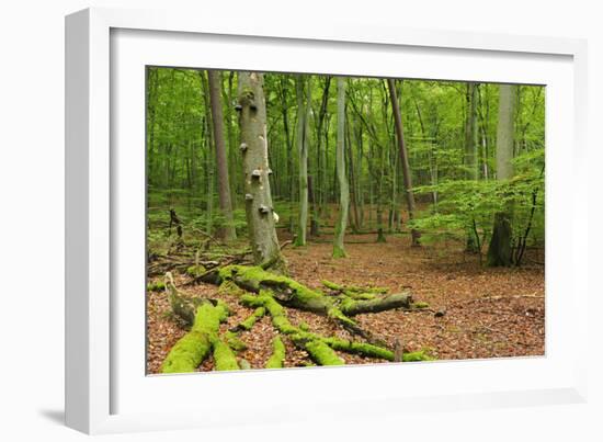 Germany, Mecklenburg-West Pomerania, MŸritz National Park, Forest, National Park-Andreas Vitting-Framed Photographic Print