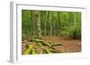 Germany, Mecklenburg-West Pomerania, MŸritz National Park, Forest, National Park-Andreas Vitting-Framed Photographic Print