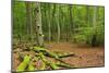 Germany, Mecklenburg-West Pomerania, MŸritz National Park, Forest, National Park-Andreas Vitting-Mounted Photographic Print