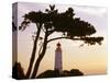 Germany, Mecklenburg-Western Pomerania, Hiddensee, Bakenberg, Silhouette, Tree-Photo-Active-Stretched Canvas