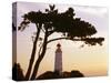 Germany, Mecklenburg-Western Pomerania, Hiddensee, Bakenberg, Silhouette, Tree-Photo-Active-Stretched Canvas