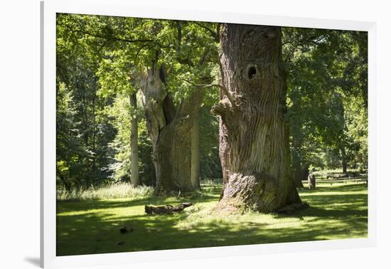 Germany, Mecklenburg-Western Pomerania, 'Ivenacker Eichen', zoo, district Mecklenburg lakeland, clo-Roland T. Frank-Framed Photographic Print