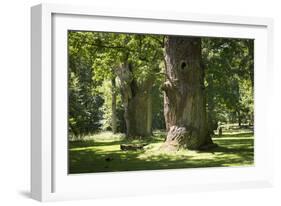 Germany, Mecklenburg-Western Pomerania, 'Ivenacker Eichen', zoo, district Mecklenburg lakeland, clo-Roland T. Frank-Framed Photographic Print