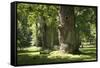 Germany, Mecklenburg-Western Pomerania, 'Ivenacker Eichen', zoo, district Mecklenburg lakeland, clo-Roland T. Frank-Framed Stretched Canvas