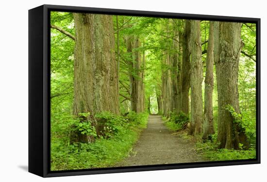 Germany, Mecklenburg-Western Pomerania, Zarrentin-Andreas Vitting-Framed Stretched Canvas