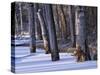 Germany, Muritz National Park, Autumn Beeches in Snow, Forest Serrahner-K. Schlierbach-Stretched Canvas