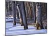 Germany, Muritz National Park, Autumn Beeches in Snow, Forest Serrahner-K. Schlierbach-Mounted Photographic Print