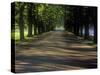 Germany, North Rhine-Westphalia, Cologne, Chestnut Avenue at the Decksteiner Weiher-Andreas Keil-Stretched Canvas