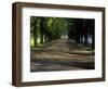 Germany, North Rhine-Westphalia, Cologne, Chestnut Avenue at the Decksteiner Weiher-Andreas Keil-Framed Photographic Print