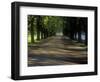 Germany, North Rhine-Westphalia, Cologne, Chestnut Avenue at the Decksteiner Weiher-Andreas Keil-Framed Photographic Print