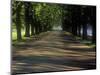 Germany, North Rhine-Westphalia, Cologne, Chestnut Avenue at the Decksteiner Weiher-Andreas Keil-Mounted Photographic Print