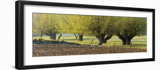 Germany, North Rhine-Westphalia, Nature Reserve Himmelsgeister Rheinbogen-Andreas Keil-Framed Photographic Print