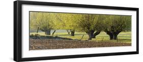 Germany, North Rhine-Westphalia, Nature Reserve Himmelsgeister Rheinbogen-Andreas Keil-Framed Photographic Print