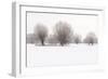 Germany, North Rhine-Westphalia, Pollard Willow Trees in Winter-Andreas Keil-Framed Photographic Print