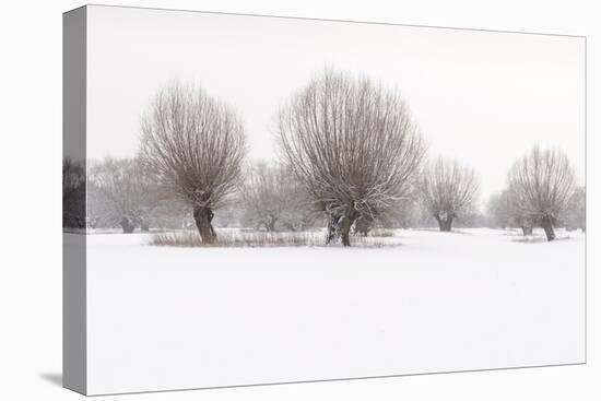 Germany, North Rhine-Westphalia, Pollard Willow Trees in Winter-Andreas Keil-Stretched Canvas