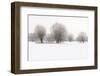 Germany, North Rhine-Westphalia, Pollard Willow Trees in Winter-Andreas Keil-Framed Photographic Print