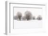 Germany, North Rhine-Westphalia, Pollard Willow Trees in Winter-Andreas Keil-Framed Photographic Print