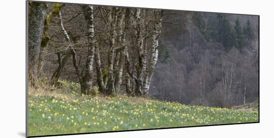 Germany, North Rhine-Westphalia, Rur Eifel (Local Recreation Area-Andreas Keil-Mounted Photographic Print