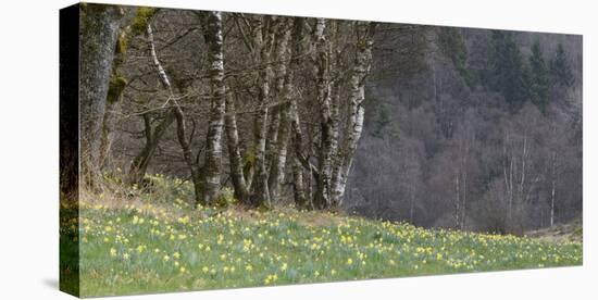 Germany, North Rhine-Westphalia, Rur Eifel (Local Recreation Area-Andreas Keil-Stretched Canvas