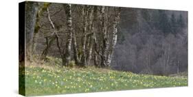 Germany, North Rhine-Westphalia, Rur Eifel (Local Recreation Area-Andreas Keil-Stretched Canvas