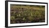 Germany, North Rhine-Westphalia, Wahner Heide, Broom Heather-Andreas Keil-Framed Photographic Print