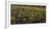 Germany, North Rhine-Westphalia, Wahner Heide, Broom Heather-Andreas Keil-Framed Photographic Print