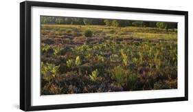 Germany, North Rhine-Westphalia, Wahner Heide, Broom Heather-Andreas Keil-Framed Premium Photographic Print