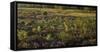 Germany, North Rhine-Westphalia, Wahner Heide, Broom Heather-Andreas Keil-Framed Stretched Canvas