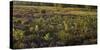 Germany, North Rhine-Westphalia, Wahner Heide, Broom Heather-Andreas Keil-Stretched Canvas