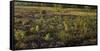 Germany, North Rhine-Westphalia, Wahner Heide, Broom Heather-Andreas Keil-Framed Stretched Canvas