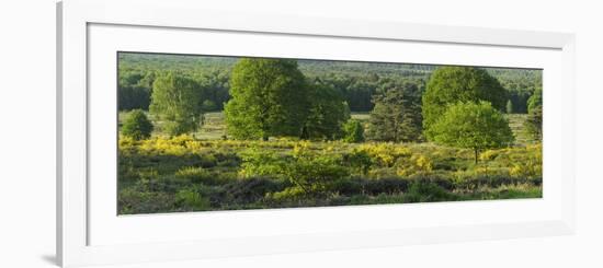 Germany, North Rhine-Westphalia, Wahner Heide, Common Broom-Andreas Keil-Framed Photographic Print