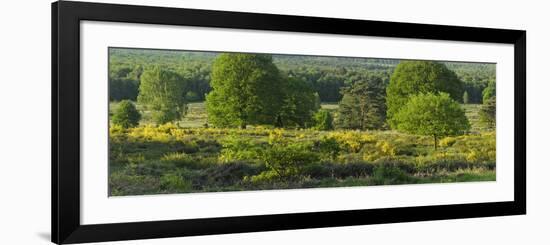 Germany, North Rhine-Westphalia, Wahner Heide, Common Broom-Andreas Keil-Framed Photographic Print