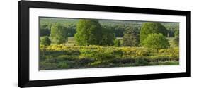 Germany, North Rhine-Westphalia, Wahner Heide, Common Broom-Andreas Keil-Framed Photographic Print