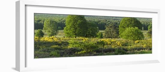 Germany, North Rhine-Westphalia, Wahner Heide, Common Broom-Andreas Keil-Framed Photographic Print