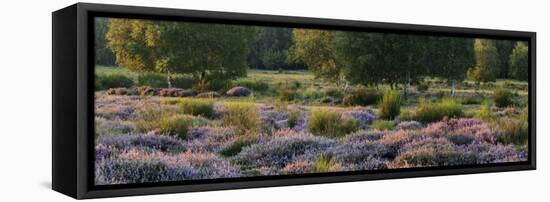 Germany, North Rhine-Westphalia, Wahner Heide, Heath Blossom in the Evening Light, Broom Heather-Andreas Keil-Framed Stretched Canvas