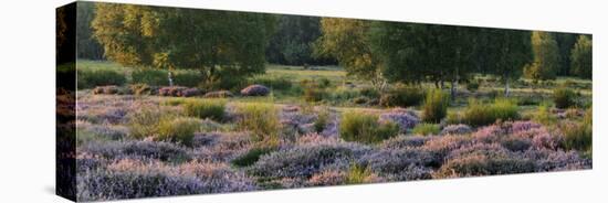 Germany, North Rhine-Westphalia, Wahner Heide, Heath Blossom in the Evening Light, Broom Heather-Andreas Keil-Stretched Canvas