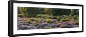 Germany, North Rhine-Westphalia, Wahner Heide, Heath Blossom in the Evening Light, Broom Heather-Andreas Keil-Framed Photographic Print