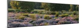 Germany, North Rhine-Westphalia, Wahner Heide, Heath Blossom in the Evening Light, Broom Heather-Andreas Keil-Mounted Photographic Print