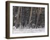 Germany, North Rhine-Westphalia, Wahner Heide, Pine Forest in Winter, Scotch Pine, Pinus Sylvestris-Andreas Keil-Framed Photographic Print