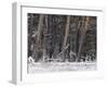 Germany, North Rhine-Westphalia, Wahner Heide, Pine Forest in Winter, Scotch Pine, Pinus Sylvestris-Andreas Keil-Framed Photographic Print