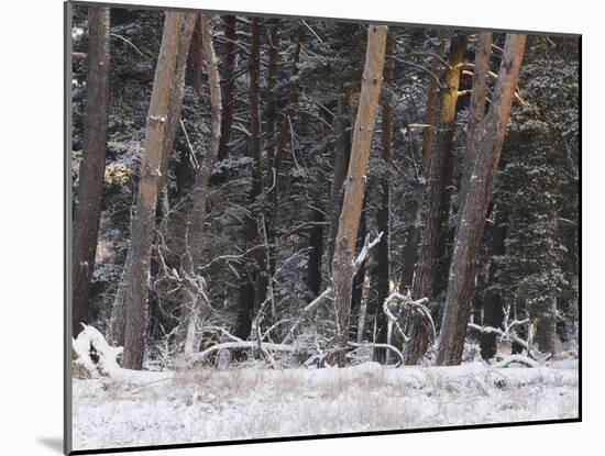 Germany, North Rhine-Westphalia, Wahner Heide, Pine Forest in Winter, Scotch Pine, Pinus Sylvestris-Andreas Keil-Mounted Photographic Print