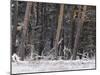 Germany, North Rhine-Westphalia, Wahner Heide, Pine Forest in Winter, Scotch Pine, Pinus Sylvestris-Andreas Keil-Mounted Photographic Print