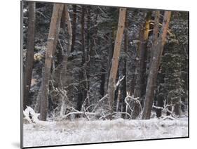 Germany, North Rhine-Westphalia, Wahner Heide, Pine Forest in Winter, Scotch Pine, Pinus Sylvestris-Andreas Keil-Mounted Photographic Print